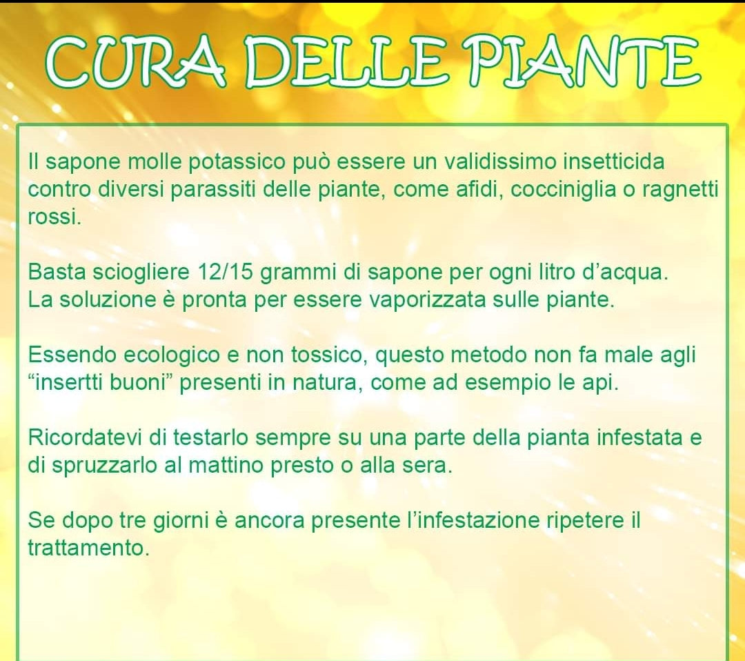 Saponetta Alga per bucato a mano e lavatrice 400 grammi